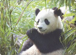 PANDA 130*180 MEGADOO